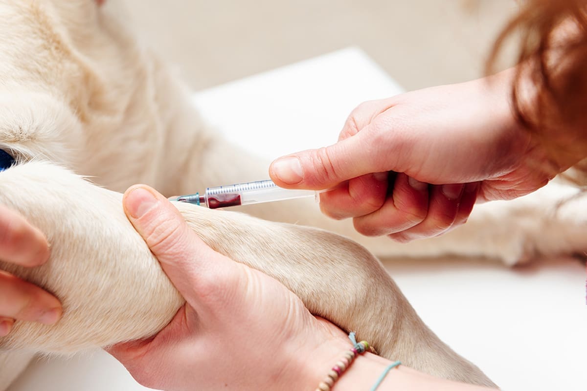 Tierarzt-Schrader-Diabetes-Mellitus-02_1200x800