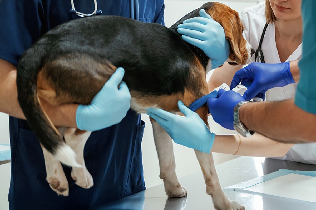 Tierarzt-Schrader-Diabetes-Mellitus-03_1200x800