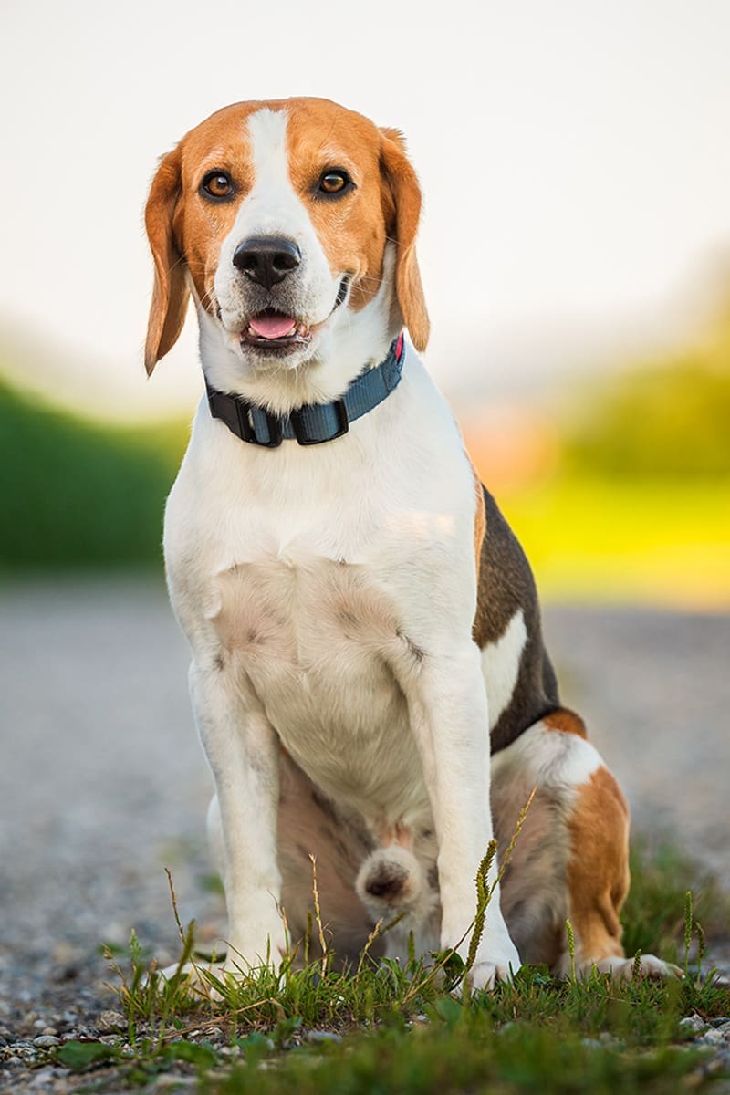 Tierarzt-Schrader-Diabetes-Mellitus-04_1200x800