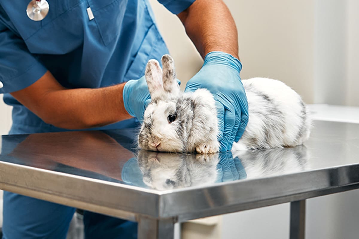 Tierarzt-Schrader-Narkose-01_1200x800