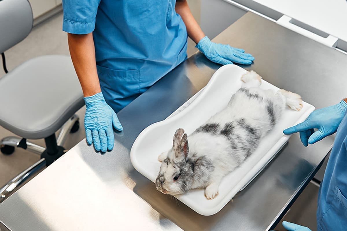 Tierarzt-Schrader-Narkose-02_1200x800