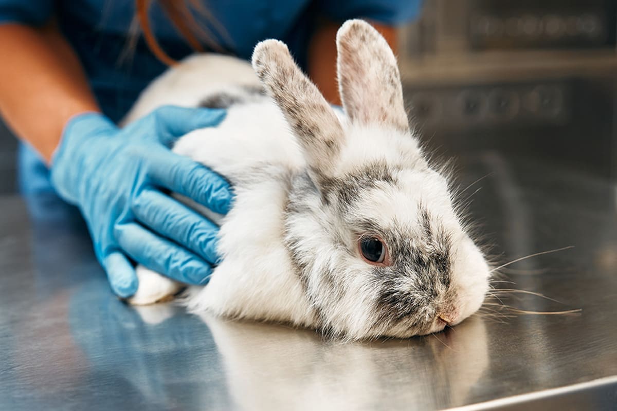 Tierarzt-Schrader-Narkose-03_1200x800