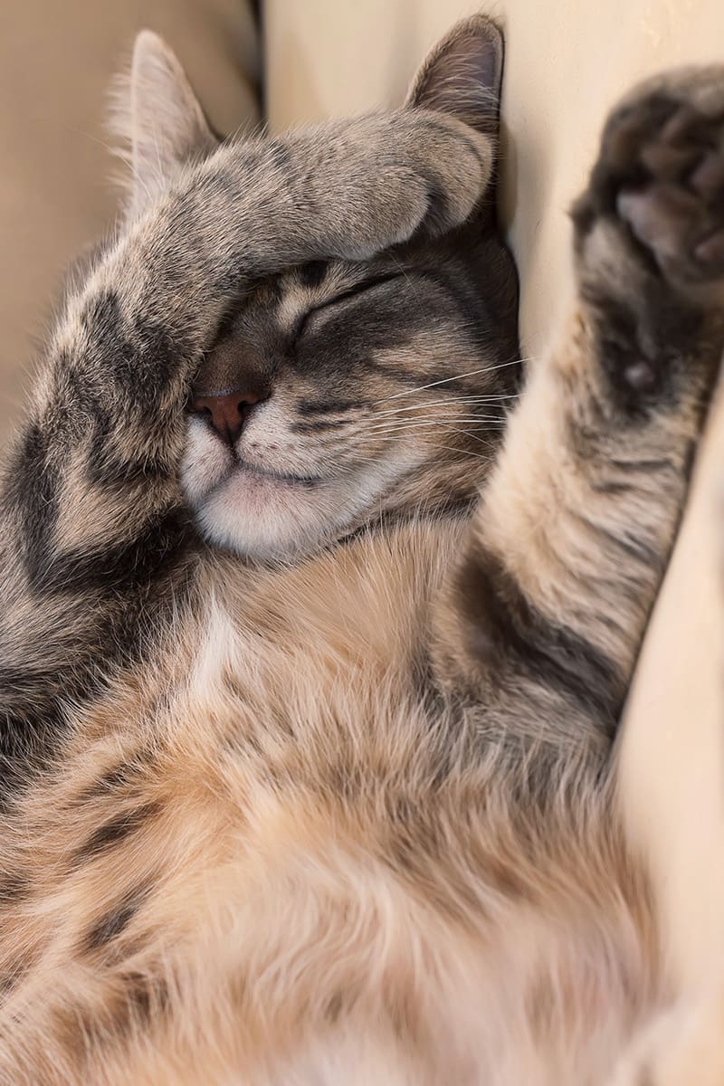 Tierarzt-Schrader-Narkose-04_1200x800