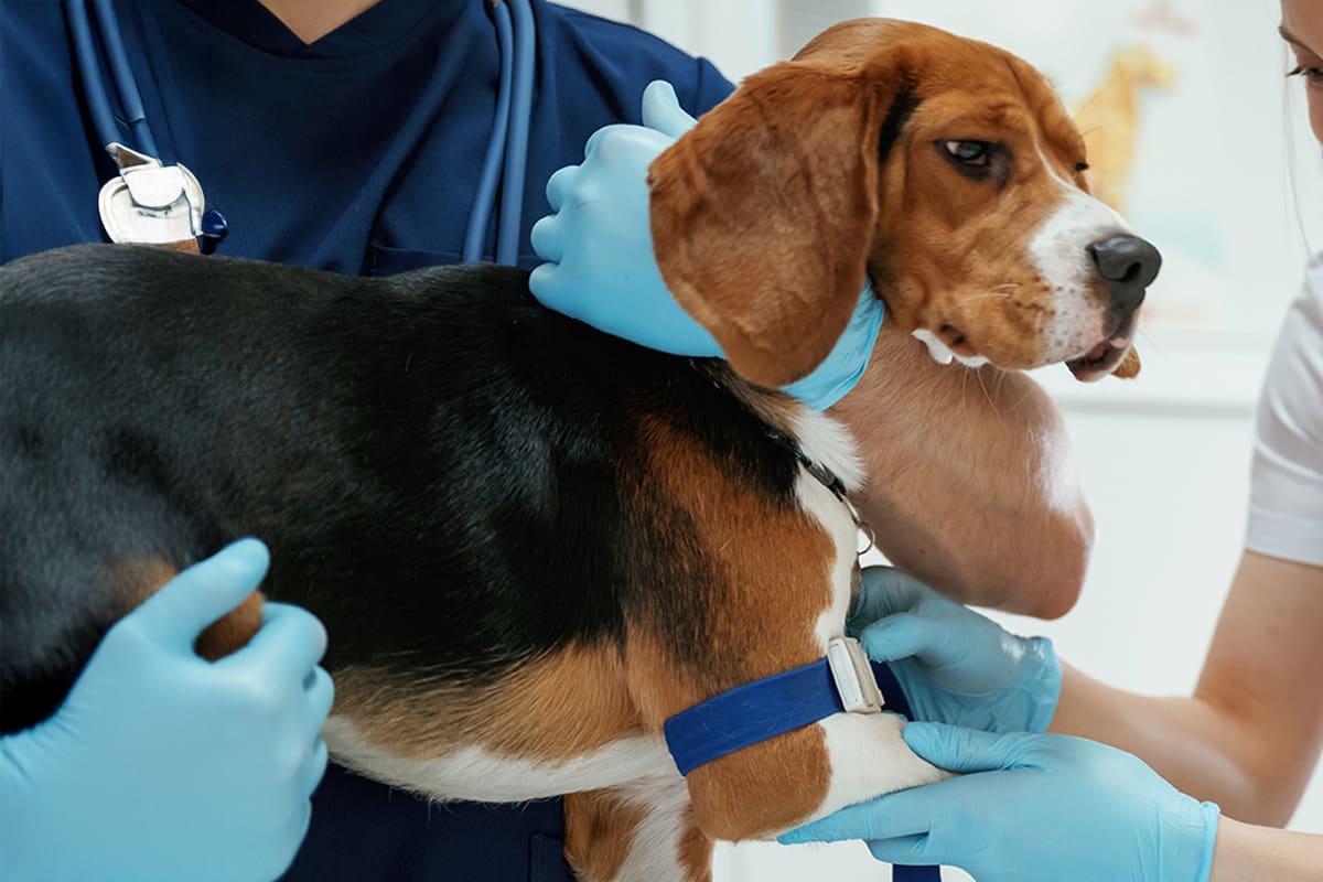 Tierarzt-Schrader_Juckreiz-beim-Hund-01_1200x800