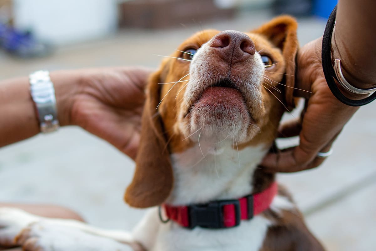 Tierarzt-Schrader_Juckreiz-beim-Hund-03_1200x800
