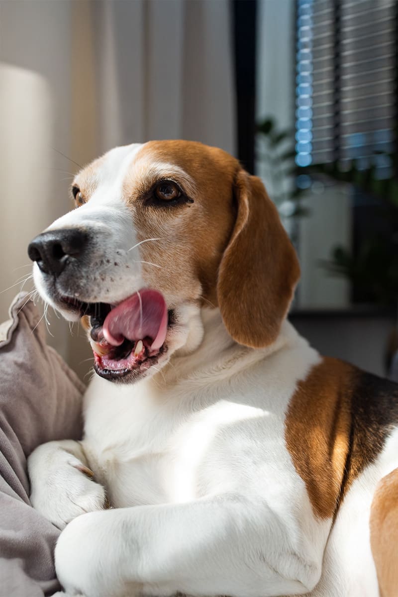 Tierarzt-Schrader_Juckreiz-beim-Hund-04_1200x800