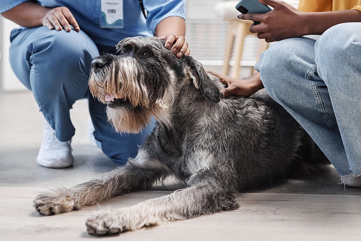 Tierarzt-Schrader-Osteoarthritis-01_1200x800