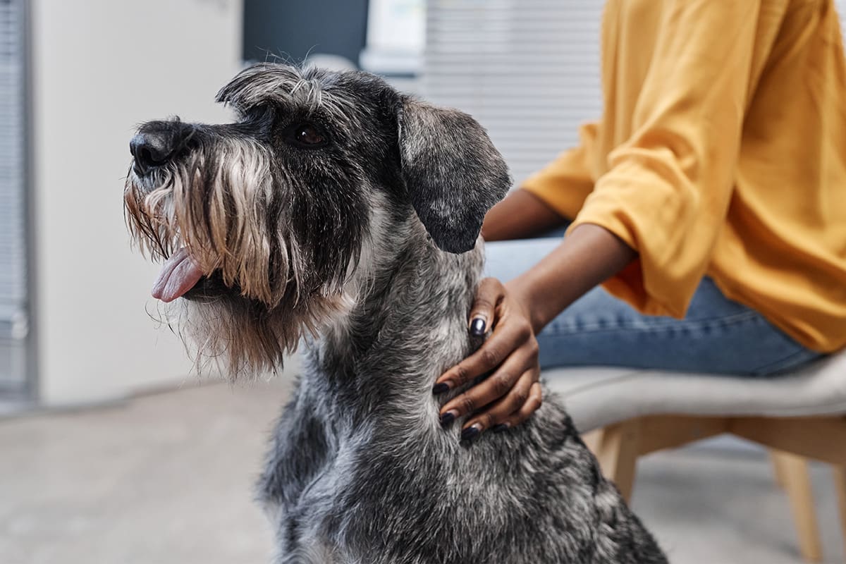 Tierarzt-Schrader-Osteoarthritis-02_1200x800