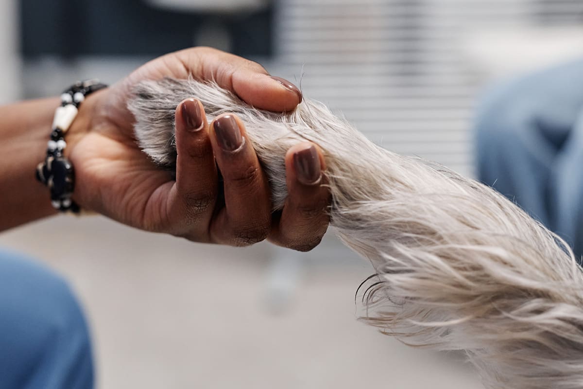 Tierarzt-Schrader-Osteoarthritis-03_1200x800