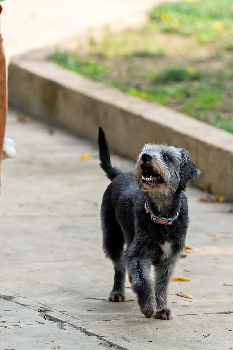 Tierarzt-Schrader-Osteoarthritis-04_1200x800