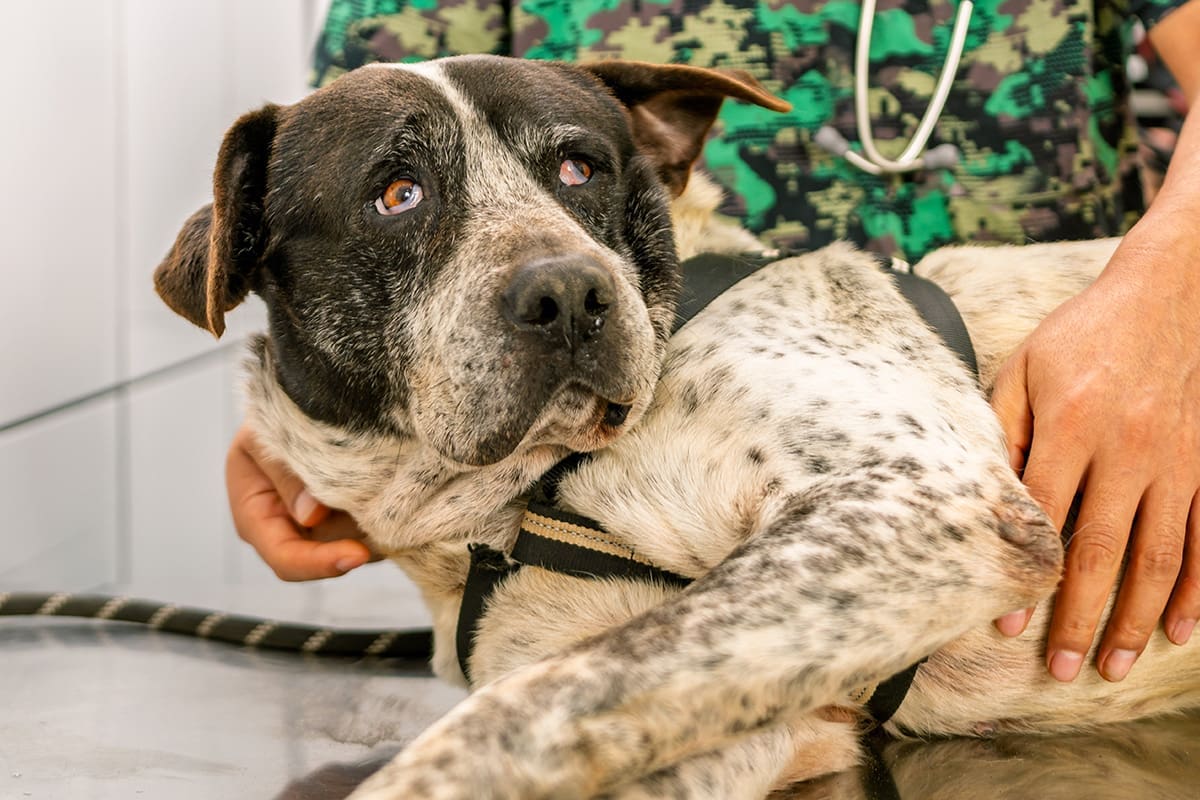 Tierarzt-Schrader_Magendrehung-01_1200x800