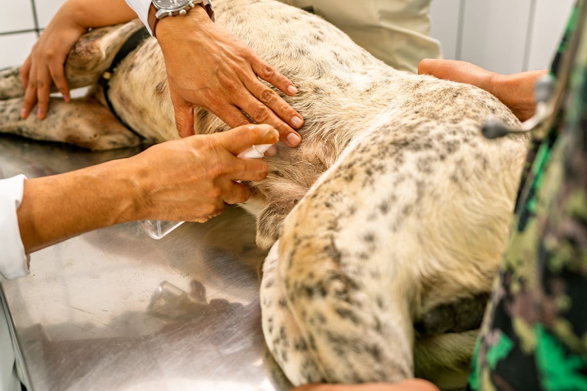 Tierarzt-Schrader_Magendrehung-03_1200x800