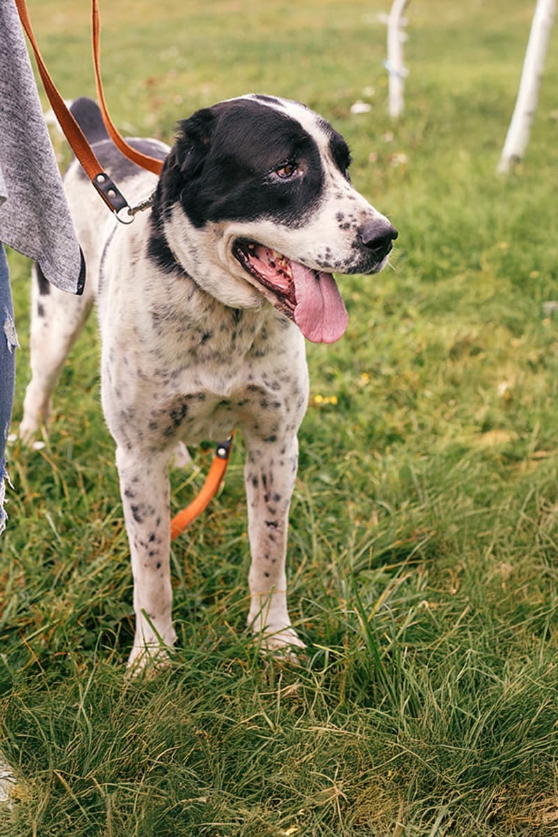 Tierarzt-Schrader_Magendrehung-04_1200x800